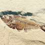 Rise of collagen-eating microbes may help explain gaps in the fossil record
