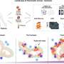 Cell network reveals how pancreatic cancer drives muscle and fat loss