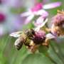 Honeybees struggle to gather nectar in August, direct measurements reveal