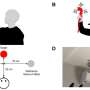 How do humans visually discriminate materials?