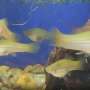 Nine generations of virtual dating reveal how fish shape their ideal mates