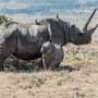 Rhinos and elephants can cause huge problems if reintroduced badly—here's how to get it right