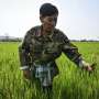 Thai farmers pin hopes on microbes to end annual burning crisis
