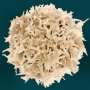 T cells ditch exhaustion marker to escape tumors and protect against cancer relapse
