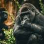 Why monkeys handle conflicts better than we do