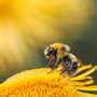Worker bumble bees help determine which baby bee will become queen