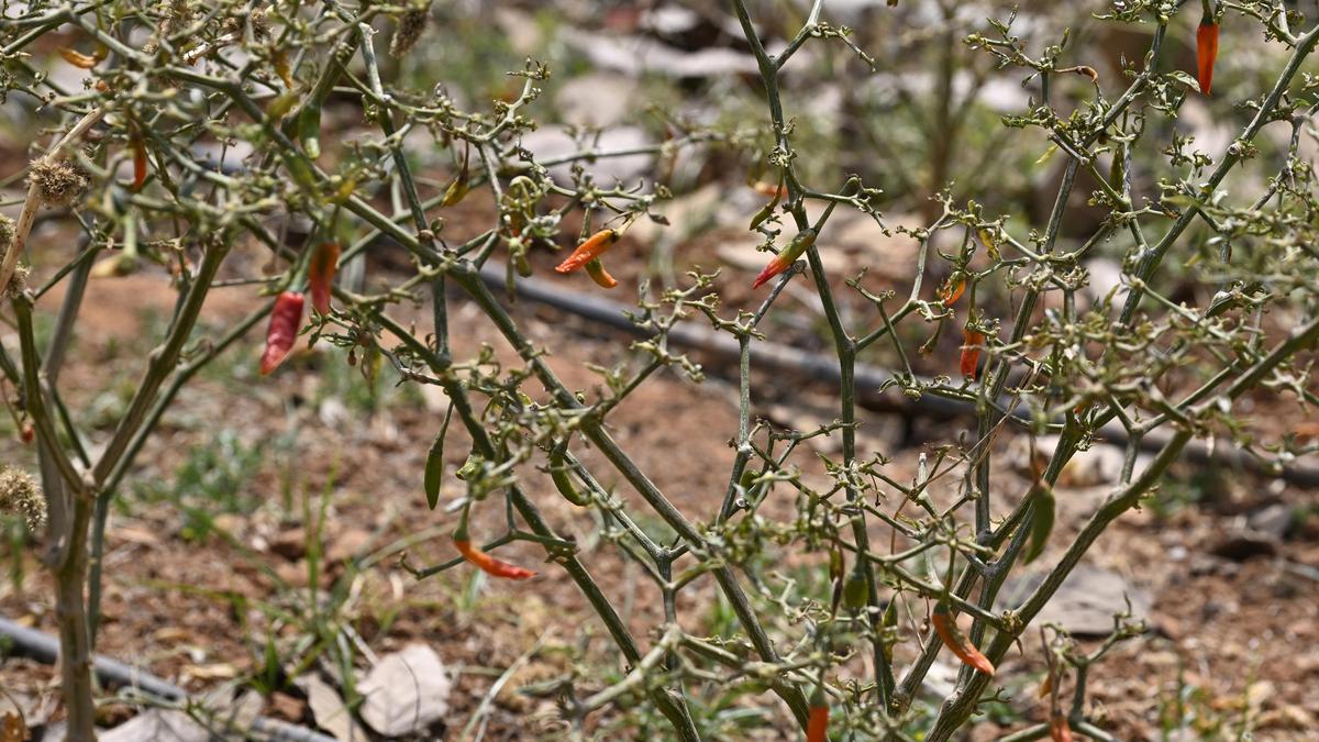 Drought scorches Karnataka’s spice belt; chilli, turmeric worst hit