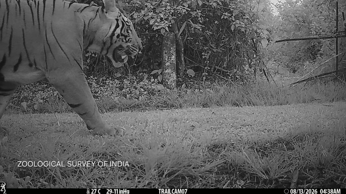 Male tiger photographed at Assam’s Dihing Patkai National Park