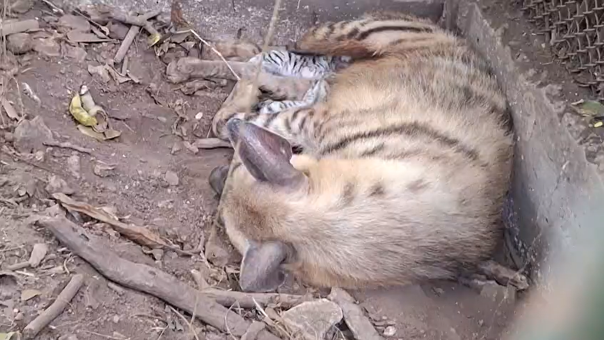 Hyena gave birth to two cubs at the Thiruvananthapuram Zoo